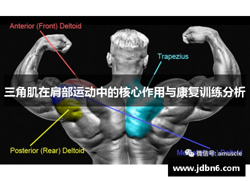 三角肌在肩部运动中的核心作用与康复训练分析